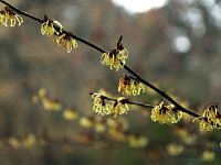 Hamamelis Luna 2016 01 23 8976